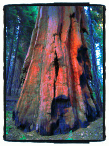 Cleveland Storrs Sequoia copy